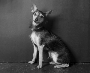 Fundraising Page: Dino McCluskey